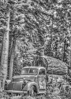 Old Growth Timber